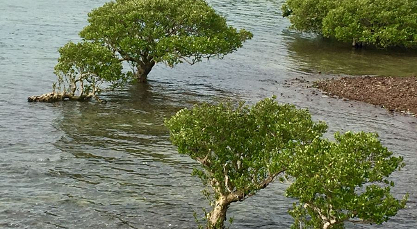 特呈岛-红树林度假村