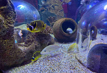 奥兰多海洋生物水族馆第 13 张图片