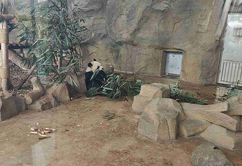 成都大熊猫繁育研究基地第 740 张图片