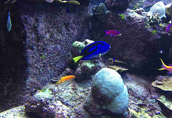 迪拜“失落的世界”水族馆第 7 张图片