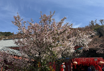 泰山风景区第 89 张图片
