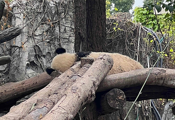 成都大熊猫繁育研究基地第 393 张图片