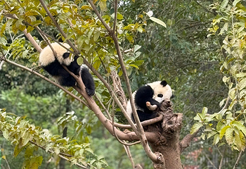成都大熊猫繁育研究基地第 352 张图片