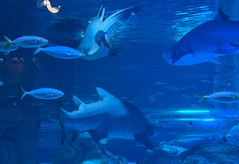 Sea Life COEX水族馆第 42 张图片