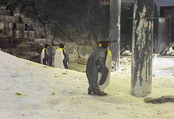悉尼水族馆第 65 张图片