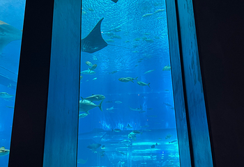 冲绳美丽海水族馆第 198 张图片