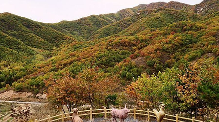 喇叭沟门白桦谷第 1 张图片