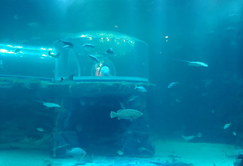 丽水Aqua Planet水族馆第 13 张图片