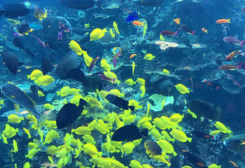 佐治亚水族馆第 11 张图片