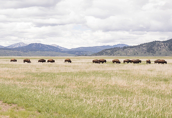 Teton Point Turnout第 20 张图片