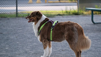 Jean-Talon - Provencher dog park