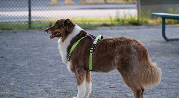 Jean-Talon - Provencher dog park