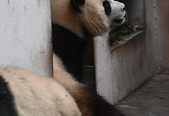 成都大熊猫繁育研究基地第 774 张图片