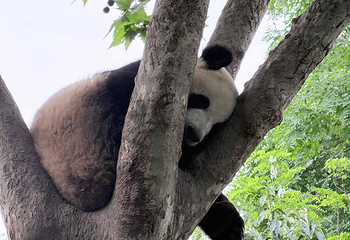 成都大熊猫繁育研究基地第 463 张图片