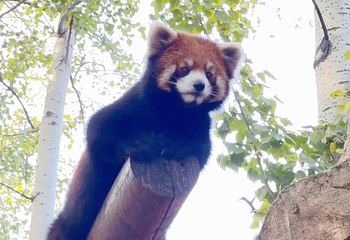 北京野生动物园第 353 张图片