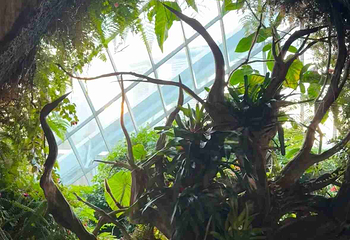 新加坡滨海湾花园第 221 张图片