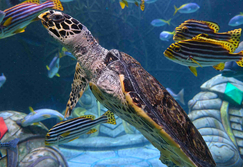 三亚亚特兰蒂斯失落的空间水族馆第 92 张图片