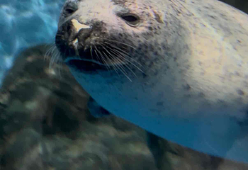 上海海洋水族馆第 206 张图片