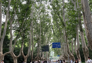 钟山风景名胜区第 179 张图片