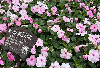 青秀山第 116 张图片