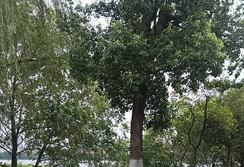 洞庭湖第 209 张图片