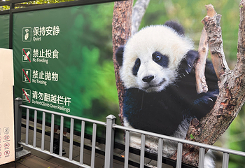 成都大熊猫繁育研究基地第 143 张图片
