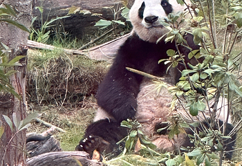 成都大熊猫繁育研究基地第 551 张图片