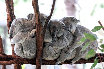 Koala and River Cruises第 11 张图片