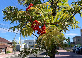 三浦绫子纪念文学馆