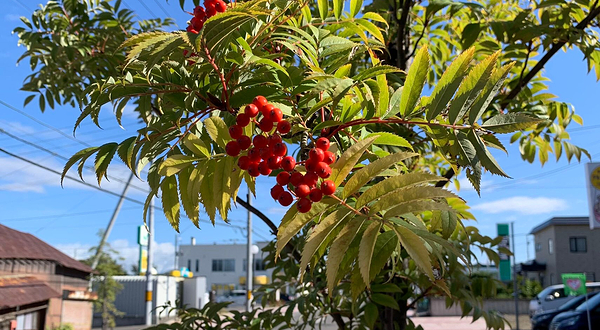 三浦绫子纪念文学馆