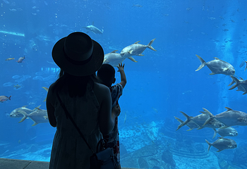 三亚亚特兰蒂斯失落的空间水族馆第 154 张图片