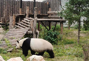 大青山野生动物世界第 98 张图片