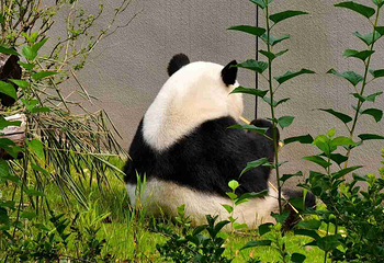 成都大熊猫繁育研究基地第 210 张图片