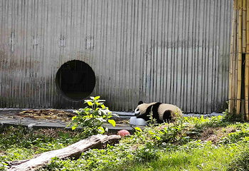 卧龙中华大熊猫苑神树坪基地第 26 张图片