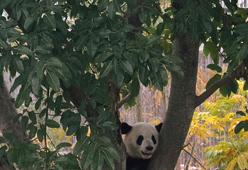 成都大熊猫繁育研究基地第 624 张图片