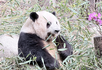 成都大熊猫繁育研究基地第 480 张图片