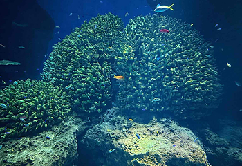大阪海游馆第 43 张图片