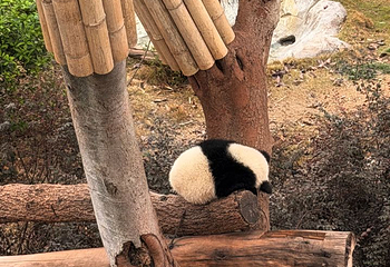 成都大熊猫繁育研究基地第 704 张图片