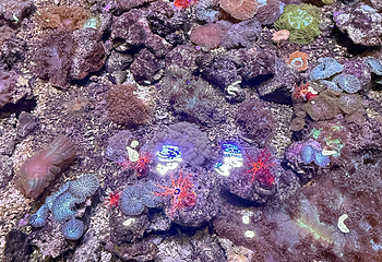 北海海底世界第 102 张图片
