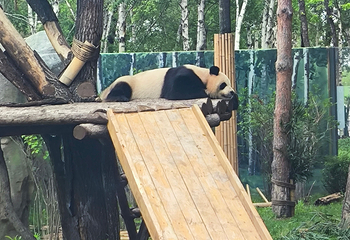 太阳岛大熊猫馆第 22 张图片