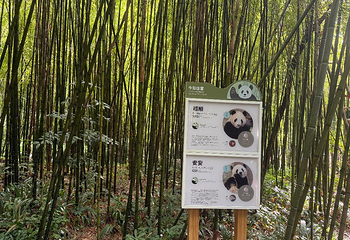 熊猫谷第 51 张图片