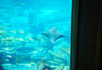 三亚亚特兰蒂斯失落的空间水族馆第 244 张图片