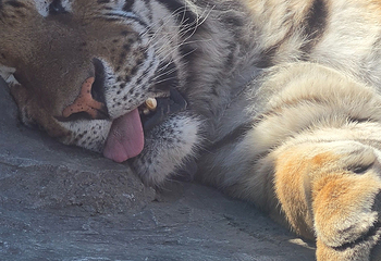 东北虎林园第 338 张图片