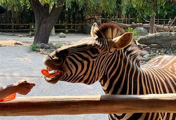 上海野生动物园第 75 张图片