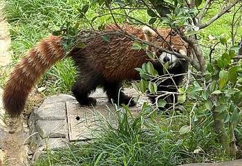 成都大熊猫繁育研究基地第 638 张图片