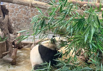 成都大熊猫繁育研究基地第 159 张图片