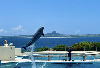 冲绳美丽海水族馆第 89 张图片