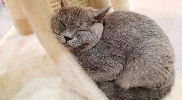 柴柯兔斯基·猫咖狗咖兔咖小香猪萌宠互动馆