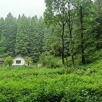 什邡天鹅林场