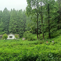 什邡天鹅林场